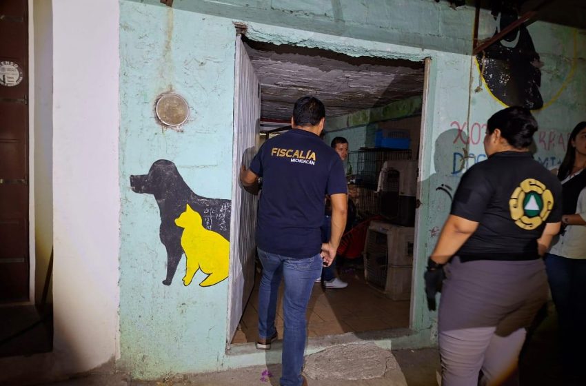  Rescata FGE a cinco ejemplares caninos víctimas de maltrato y abandono en Apatzingán