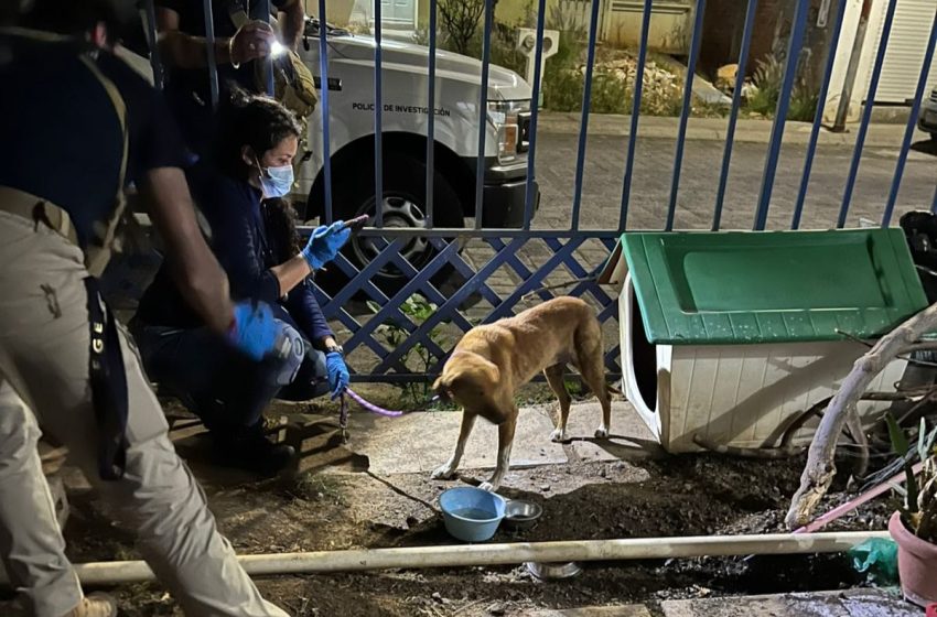  En cateo realizado en Morelia, rescata FGE a dos caninos víctimas de maltrato en Villas del Pedregal