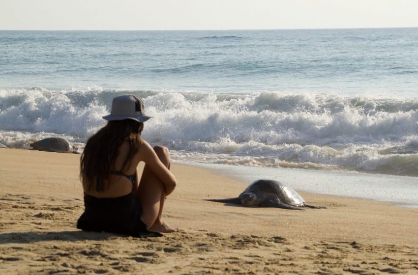 GobMicTortuMari1