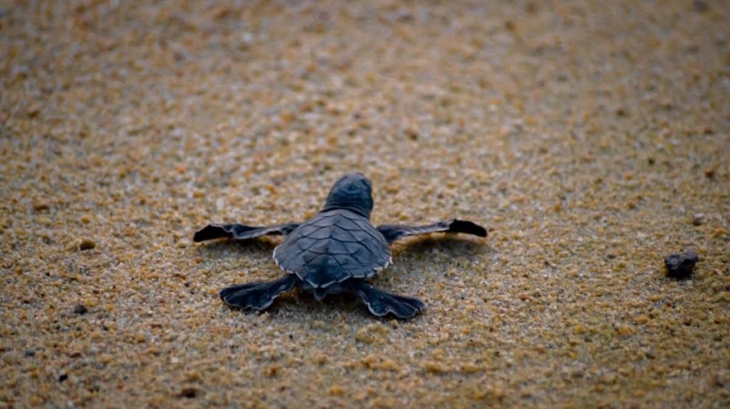 GobMicTortuMari3