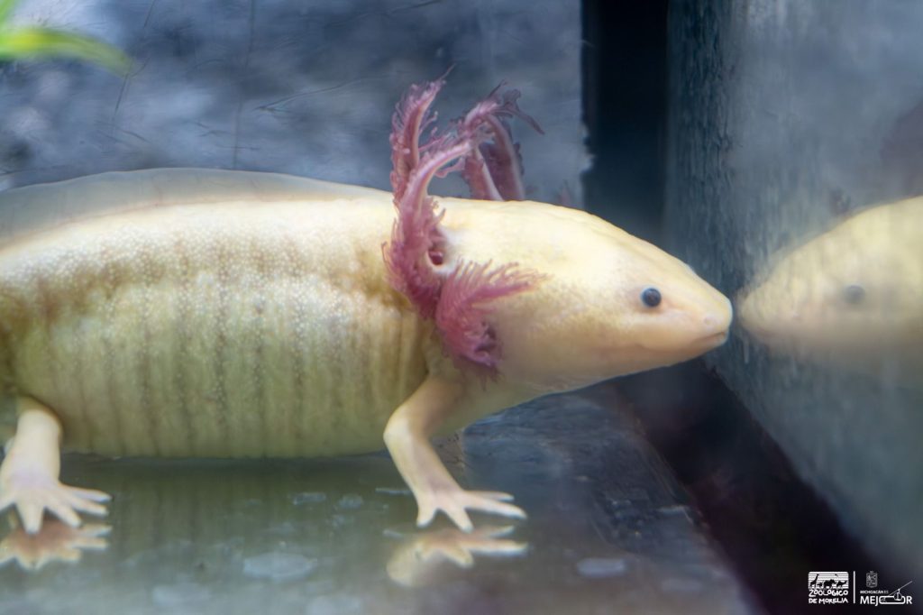 GobMichAjolote2
