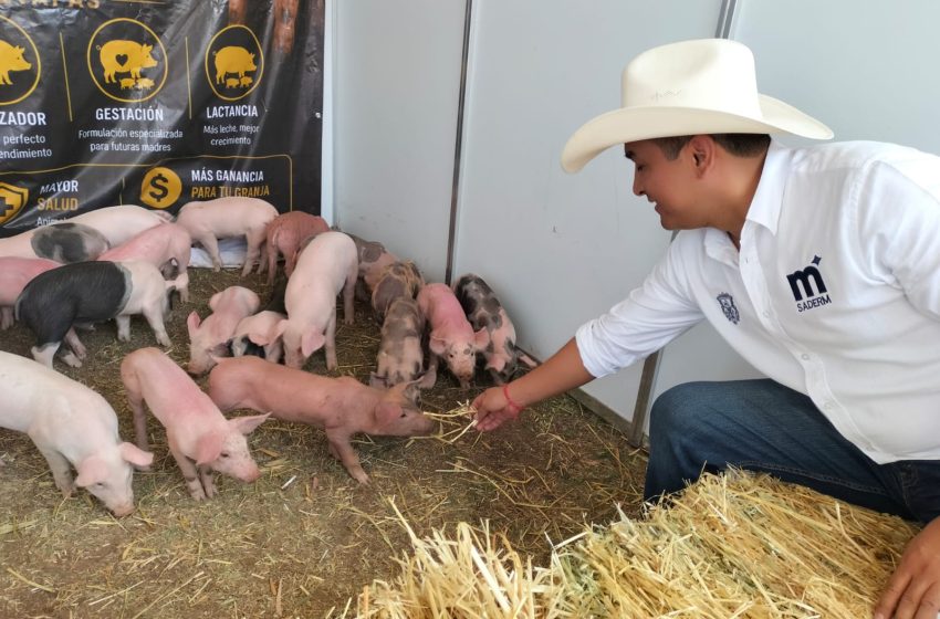  Gobierno de Morelia fomenta la producción porcina en la Agrotegan