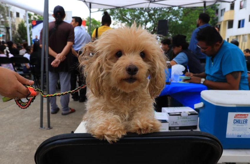  Morelia consolida modelo de protección animal con arranque de “IMPArables por la Vida”