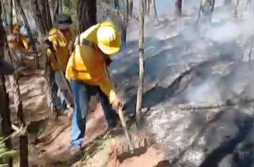 Brigadistas forestales del ejido de Jauja, municipio de Queréndaro denuncian incumplimiento de convenio por parte de las autoridades municipales