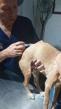  Terapia Neural una herramienta integrativa en veterinaria: Roberto Antonio López Santiago