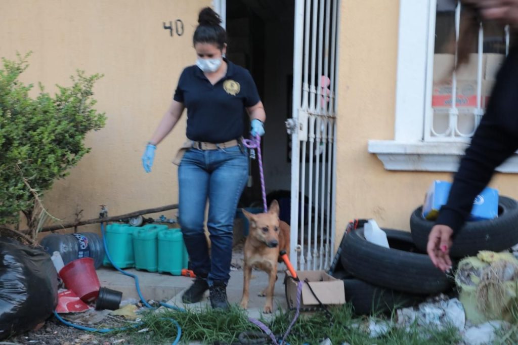 Rescata FGE a dos caninos víctimas de maltrato y abandono, en Morelia 9 img 20260508 wa00196467980248384901112