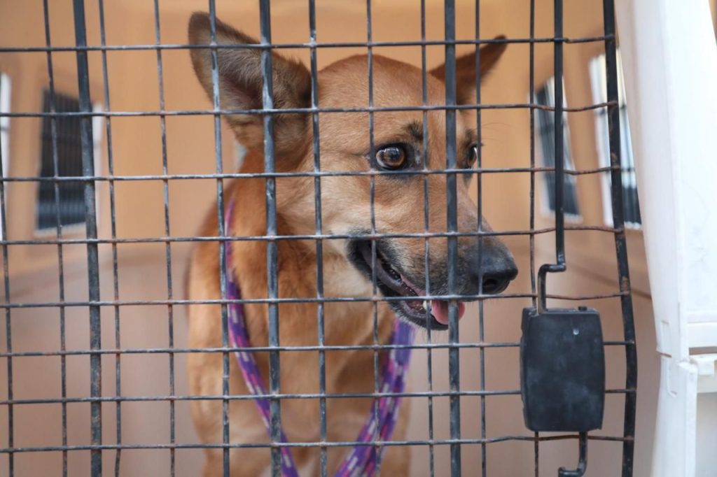 Rescata FGE a dos caninos víctimas de maltrato y abandono, en Morelia 6 img 20260508 wa00211284746632140237840