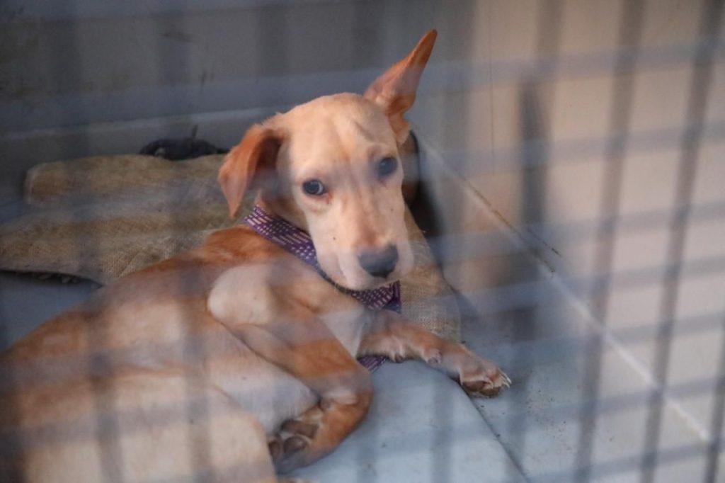 Rescata FGE a dos caninos víctimas de maltrato y abandono, en Morelia 7 img 20260508 wa00241927867961607873547