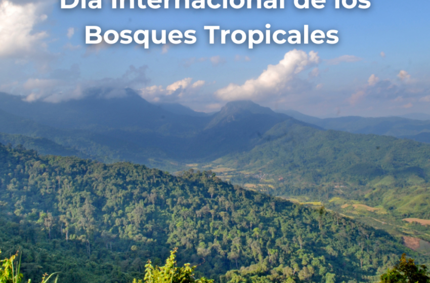  22 de junio: Día Internacional de los Bosques Tropicales