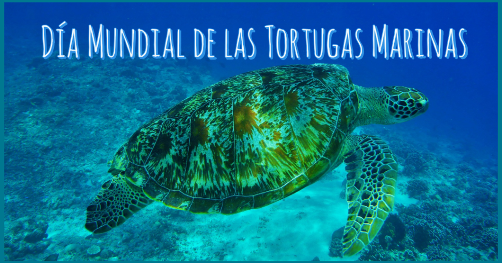 DiaTortsMarinas