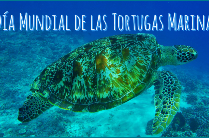 16 de junio: Día Mundial de las Tortugas Marinas