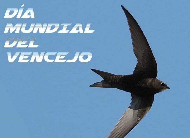 DiaVencejo
