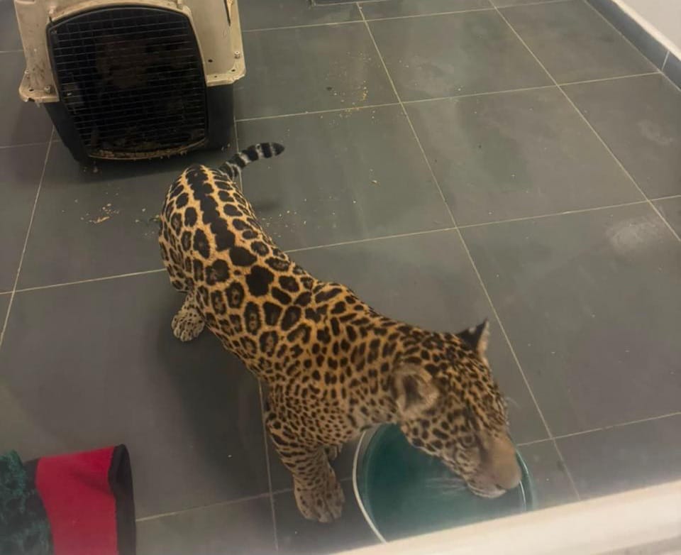 FGE Jaguar1