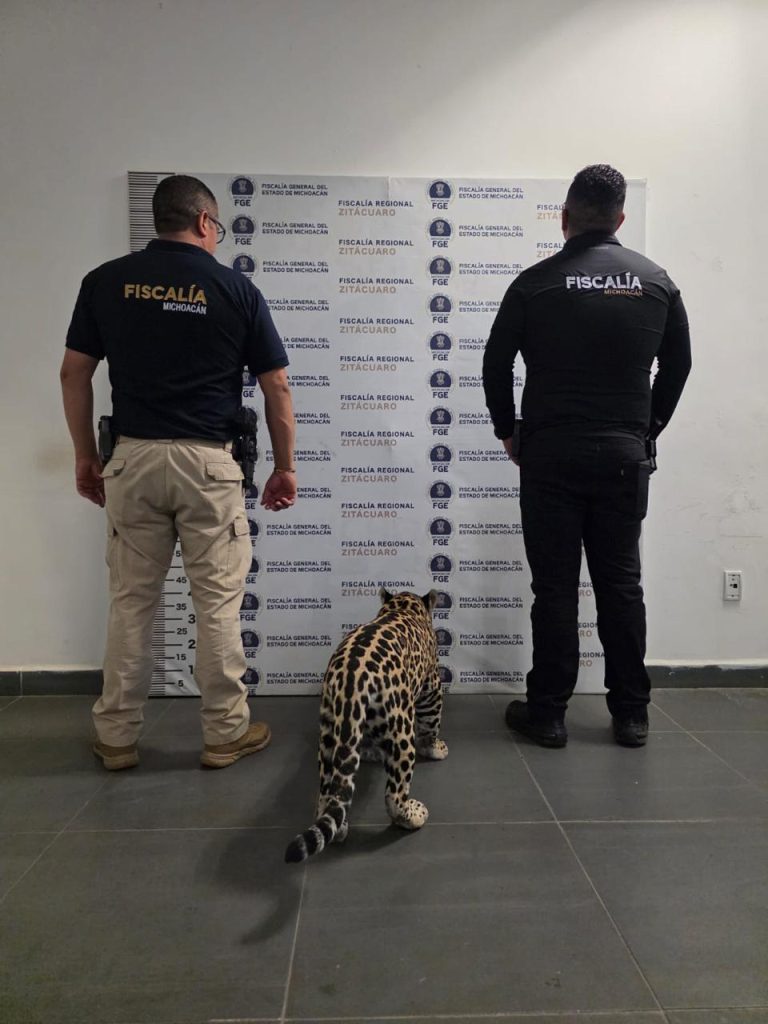 FGE Jaguar2