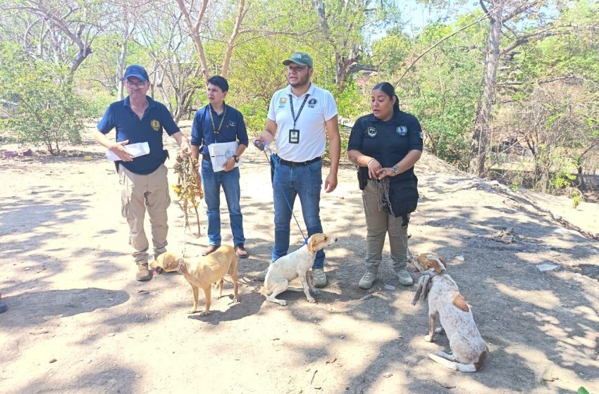  En Huetamo, FGE ejecuta cateo y asegura tres ejemplares caninos víctimas de maltrato animal