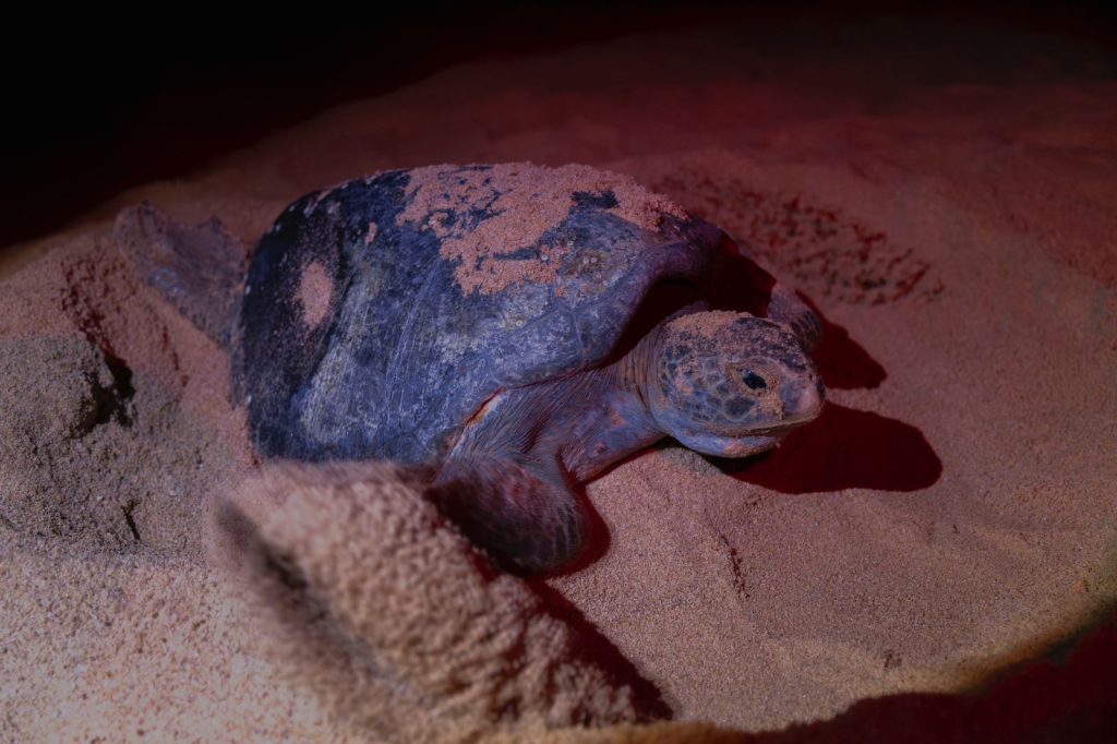 Nacen más de 6.7 millones de tortugas marinas en la Costa michoacana 2 GobMichNacTortu3
