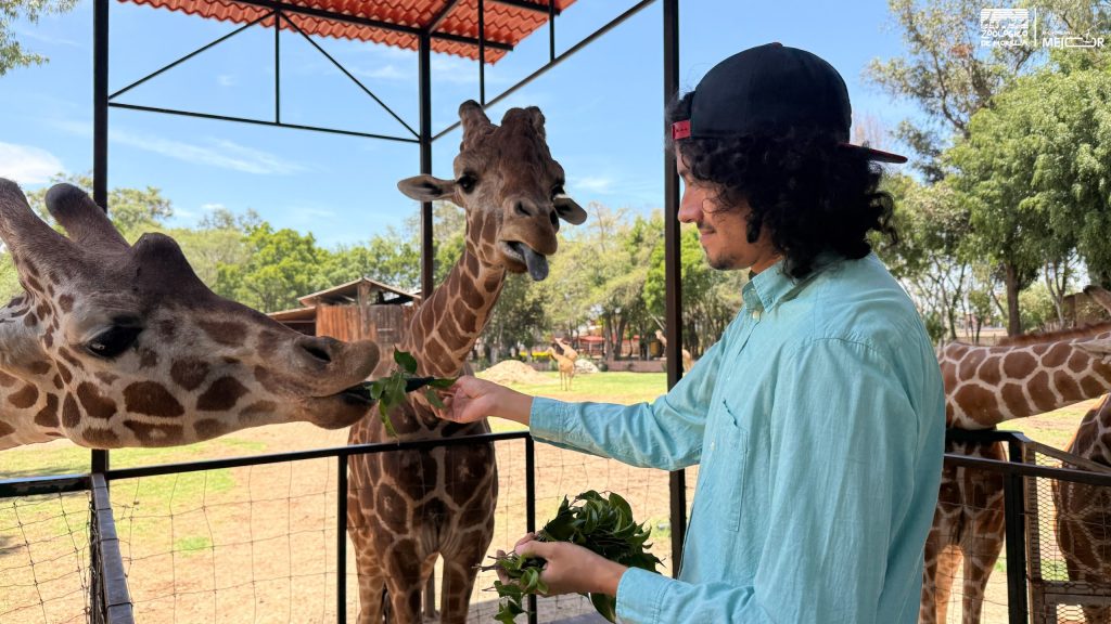 “Contando Manchas”: una experiencia para conocer y alimentar jirafas en el Zoológico de Morelia 3 GobMorZooManchas2