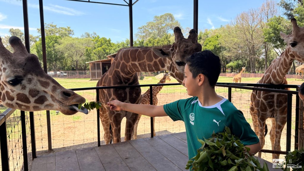 “Contando Manchas”: una experiencia para conocer y alimentar jirafas en el Zoológico de Morelia 4 GobMorZooManchas3