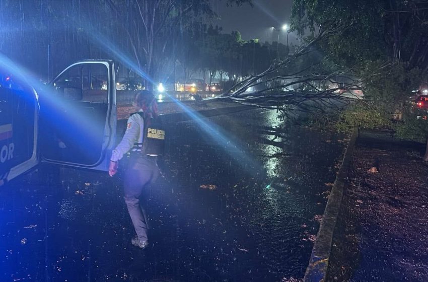  Tormenta eléctrica provoca caída de árboles, inundaciones y cortes de energía en Morelia