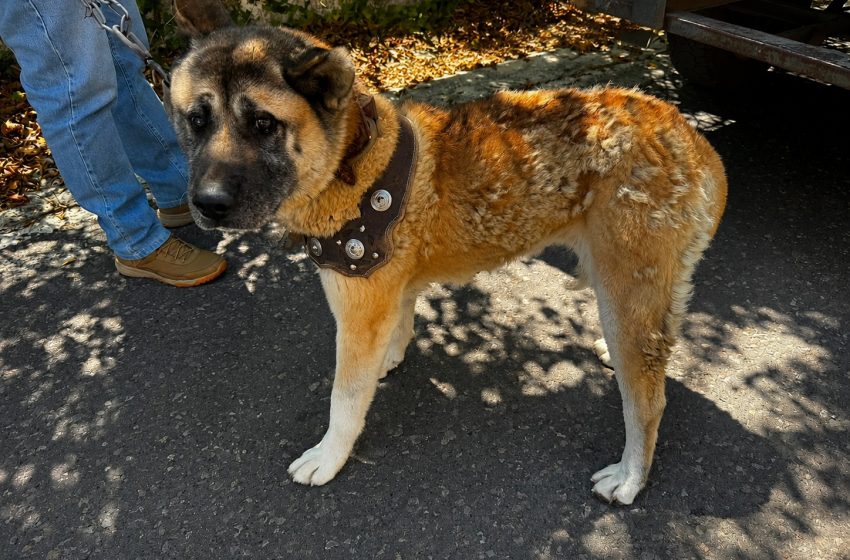 Asegura FGE ejemplar canino durante cateo por presunto maltrato animal en Zitácuaro