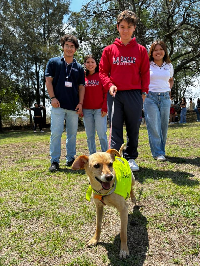 MascosDiploDerAni2