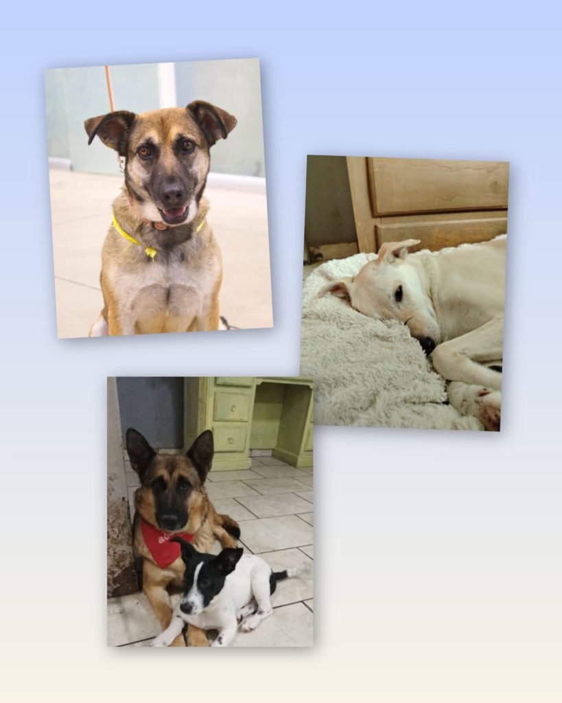 MascosPaseandog2