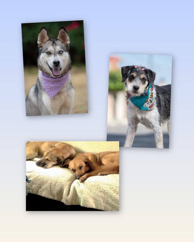 MascosPaseandog3