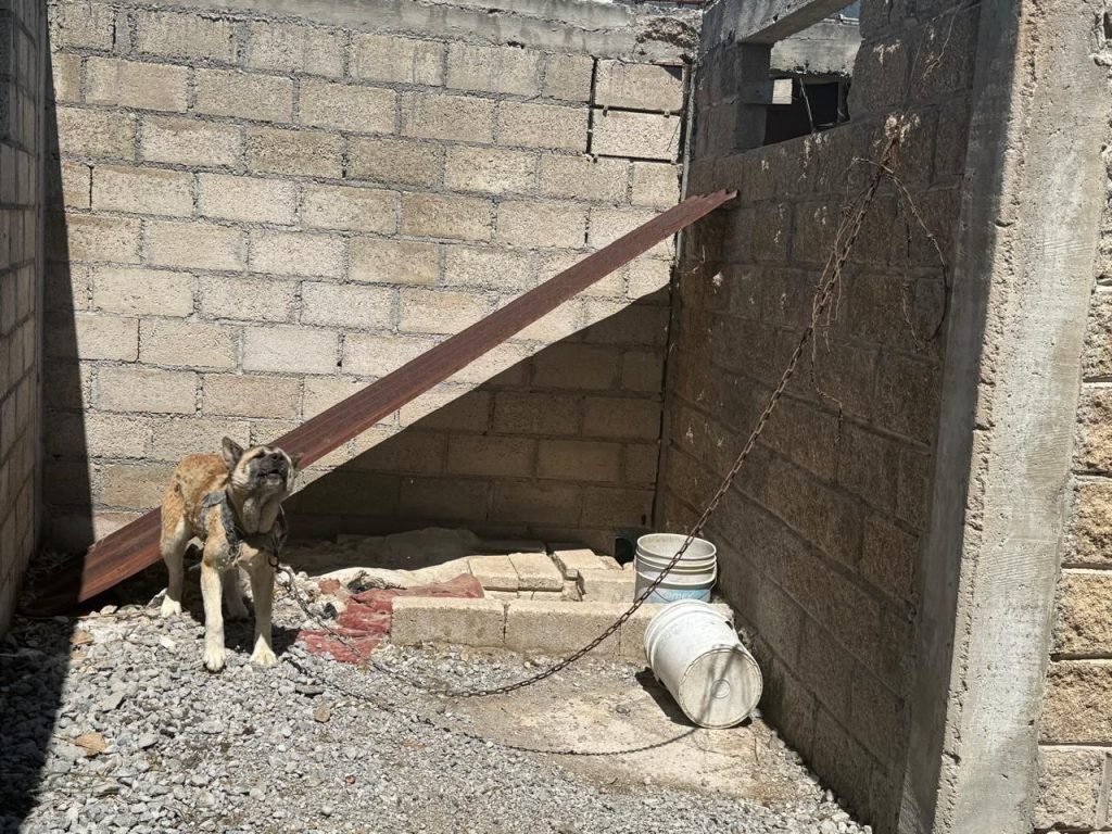 Asegura FGE ejemplar canino durante cateo por presunto maltrato animal en Zitácuaro 3 img 20260608 wa01643545819375336251786